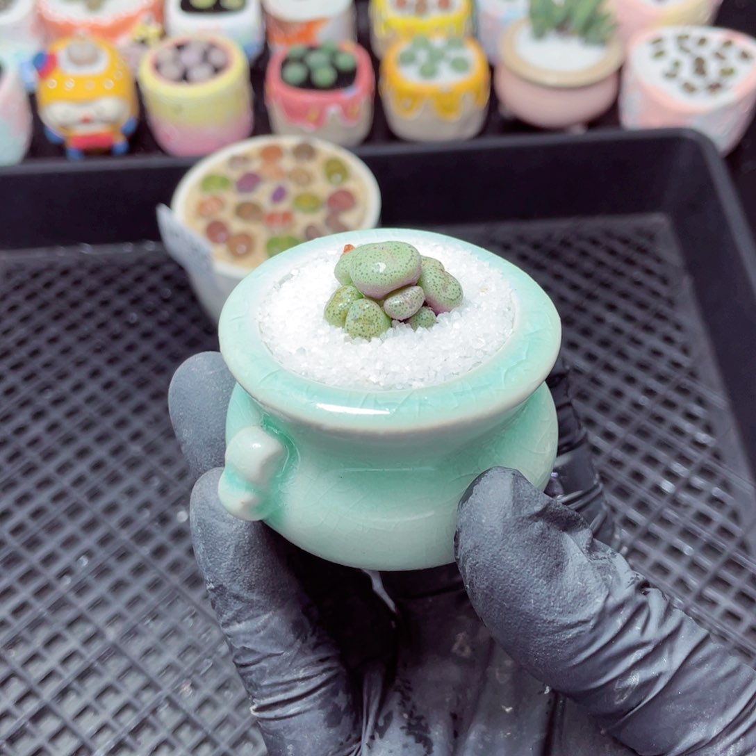 w1306--带盆土发货，零下地区拍保温箱