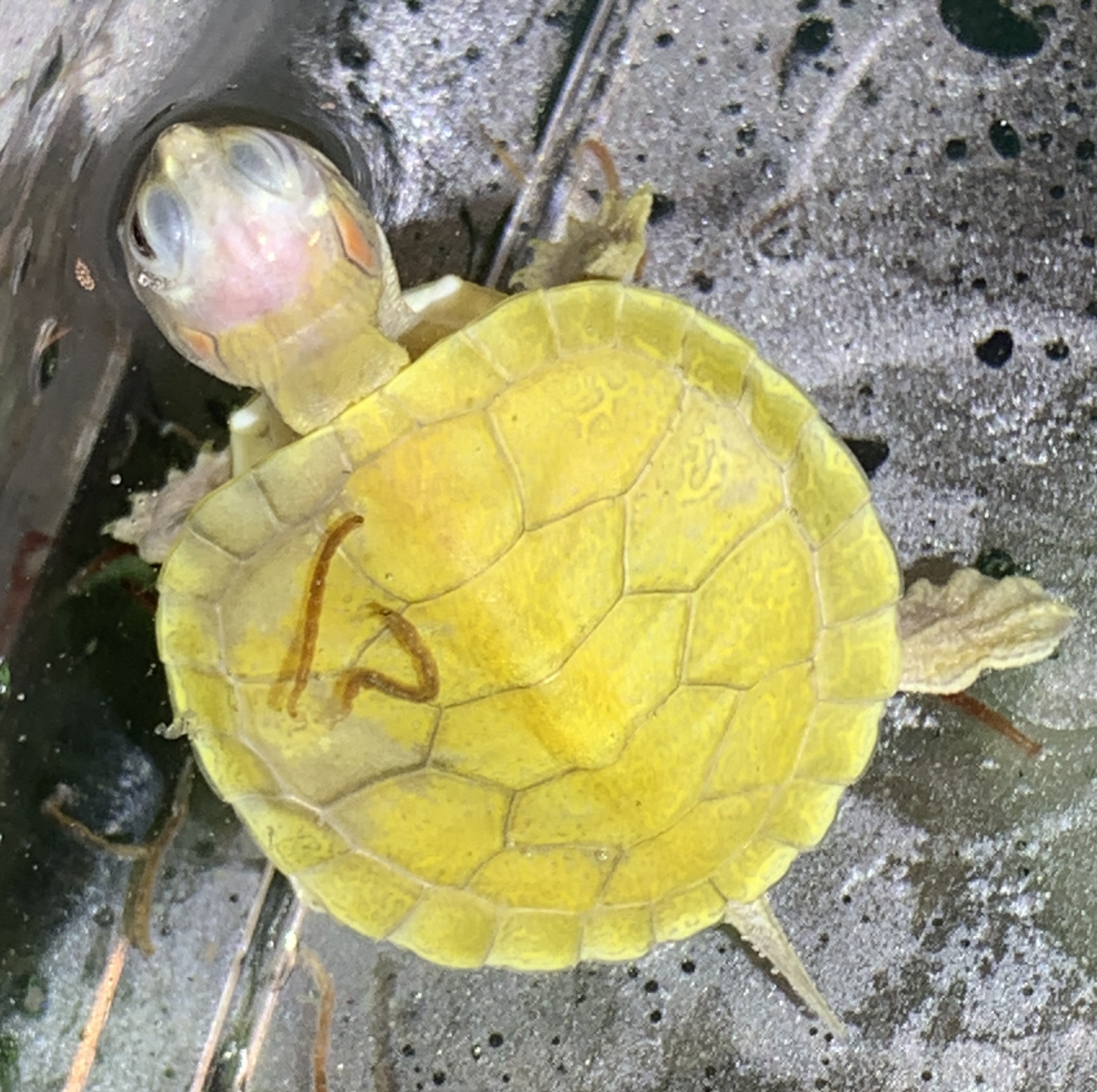 变异巴西龟活体观赏宠物小乌龟