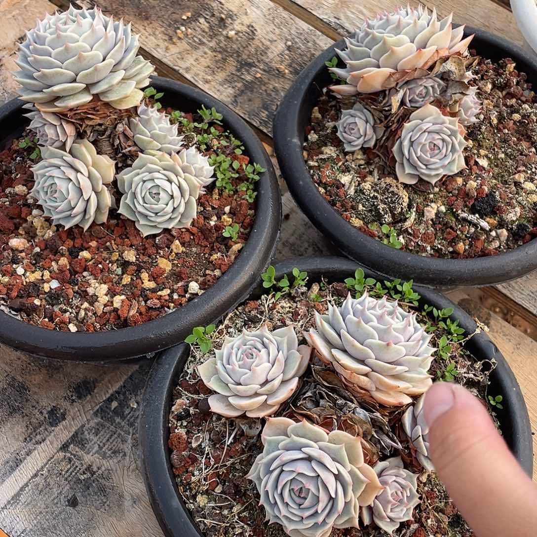 多肉植物一物一拍