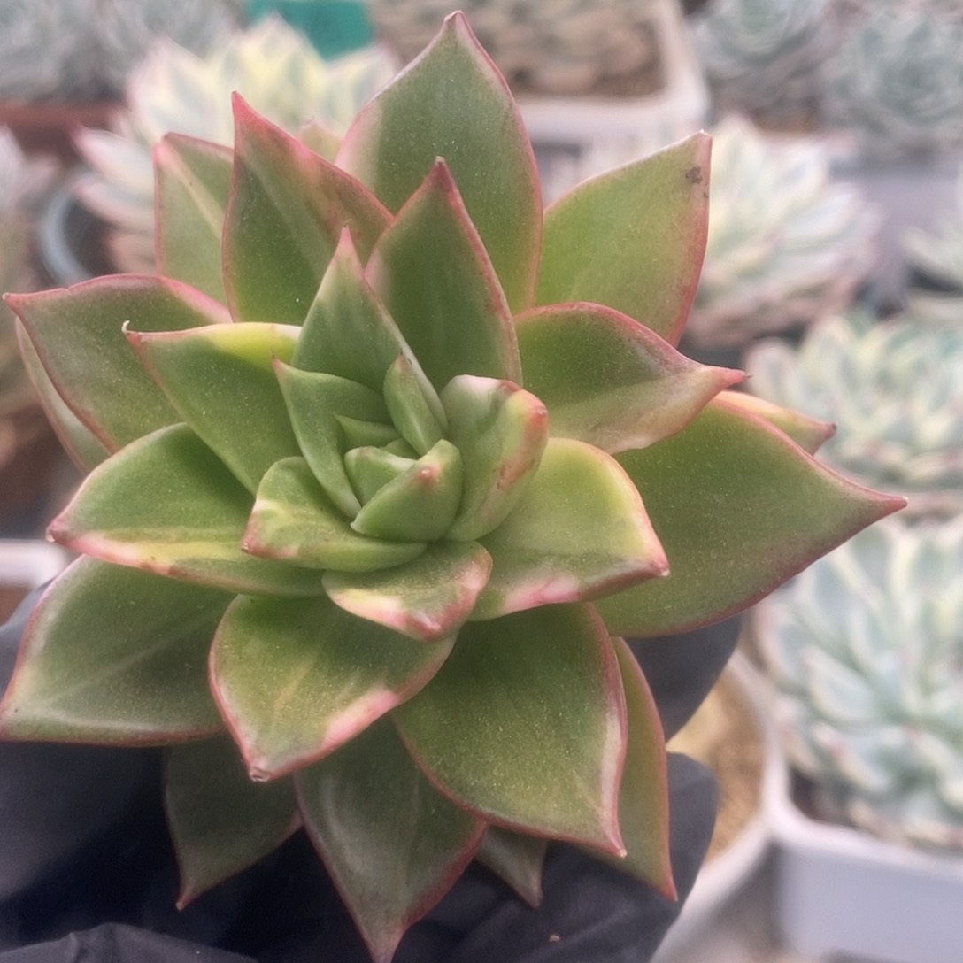 140藏宝图锦锦锦锦锦锦