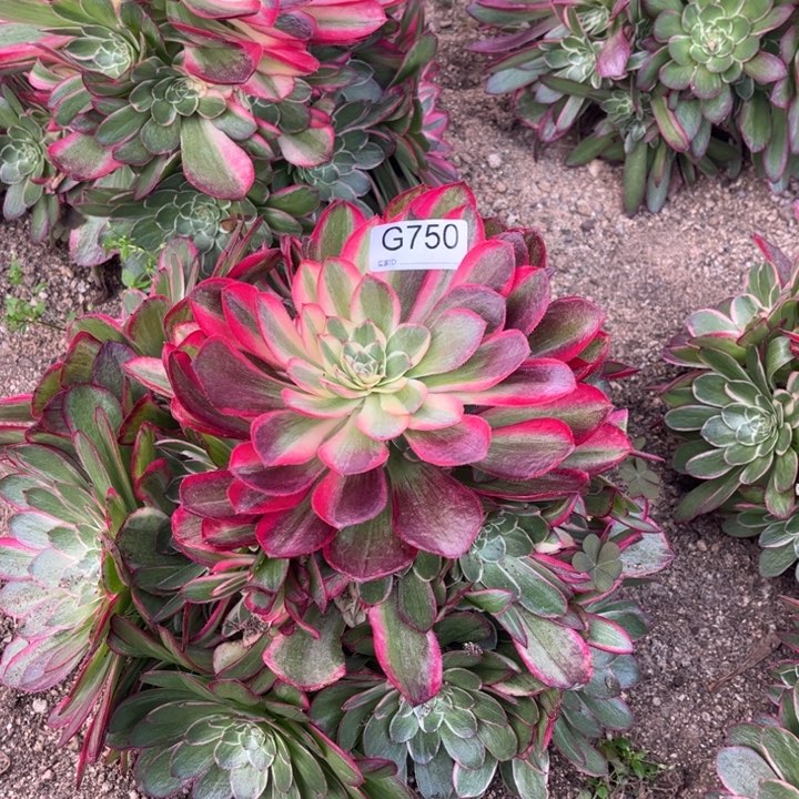 750粉花妖多肉植物