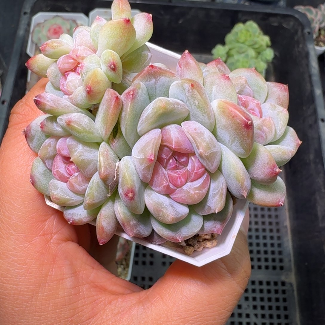 梦境六头开播福利