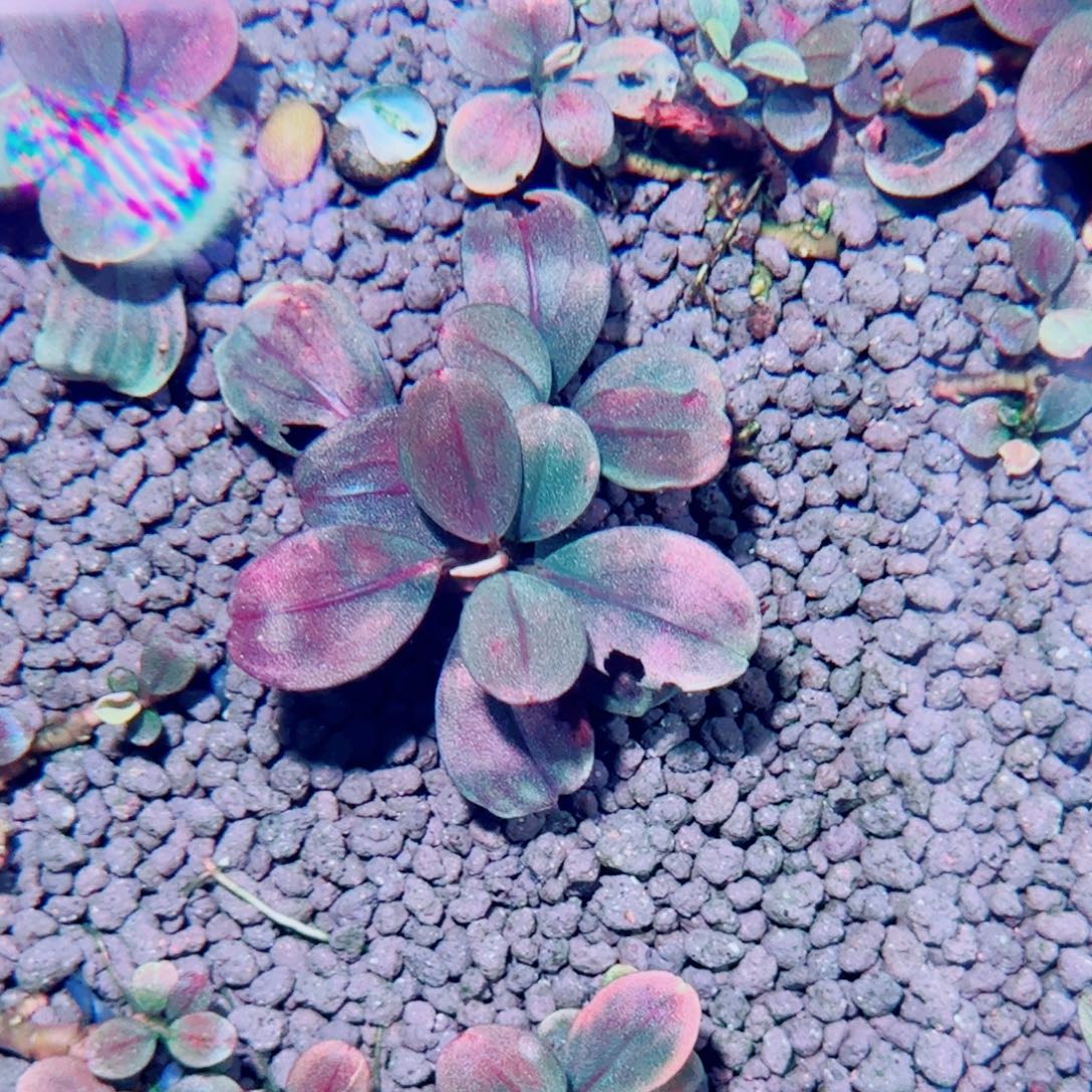 无花朵冰碎14福利价一头植物