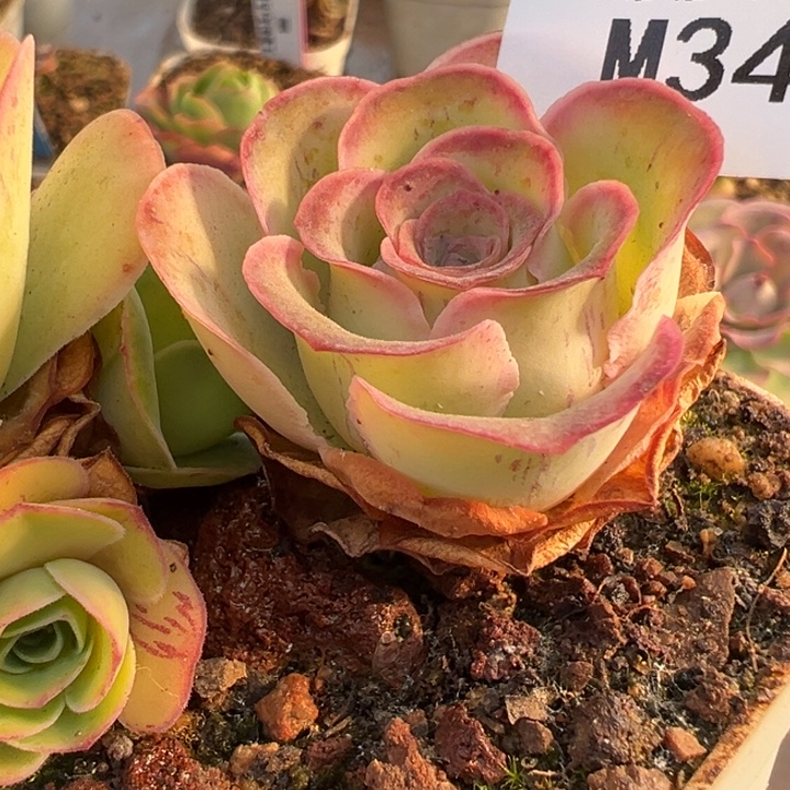 苗苗山地玫瑰多肉植物34