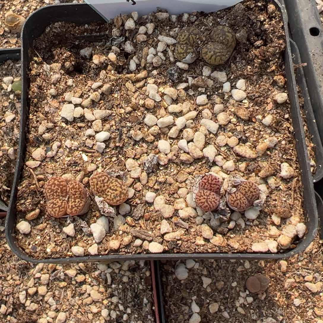 25-62鸟哈尼多肉植物大战