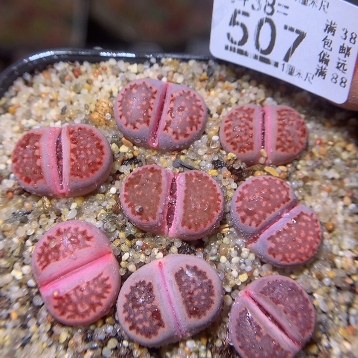 精品生石花38.507