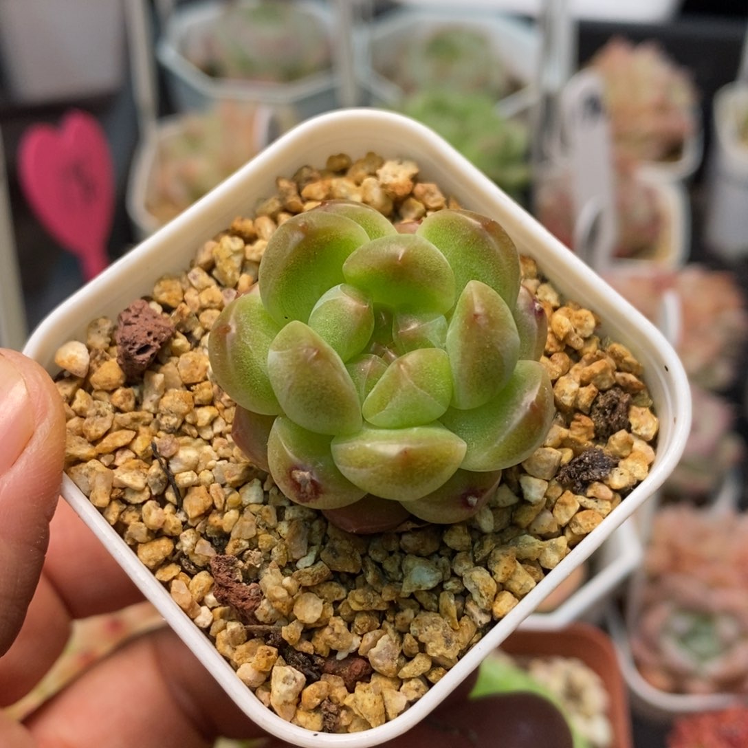 精品多肉一物一拍不包整34