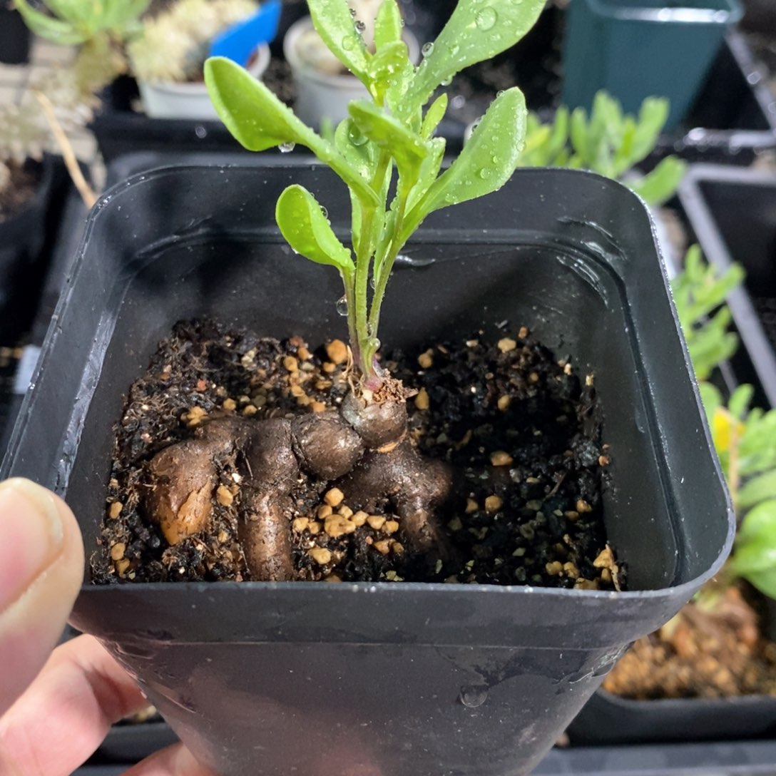 海星后墩菊多肉植物