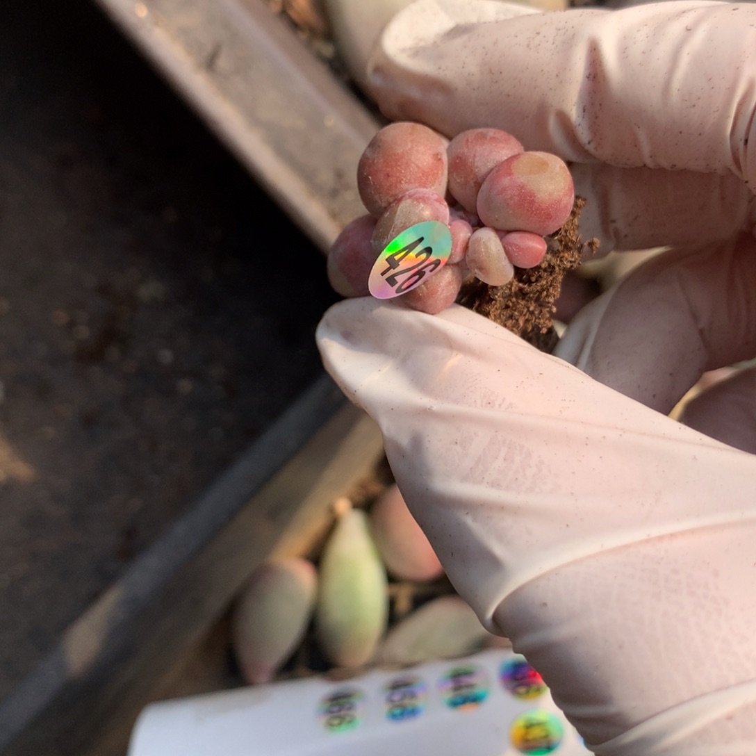 糖果奶酪多肉红拉丝426