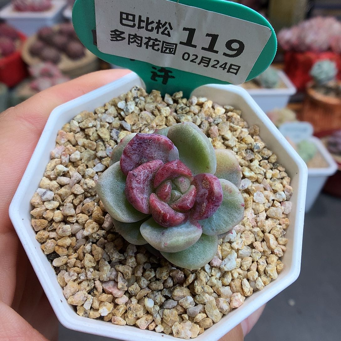 119冰魄石化多肉植物