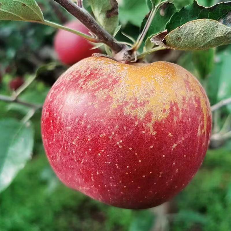 四川凉山丑苹果富士糖心幺姨家果园现摘现发新鲜刚直发脆甜水果