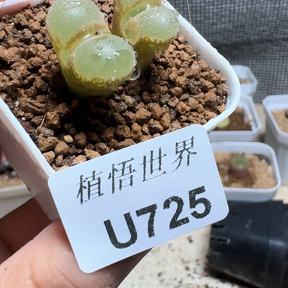 725盒多肉植物哇f g