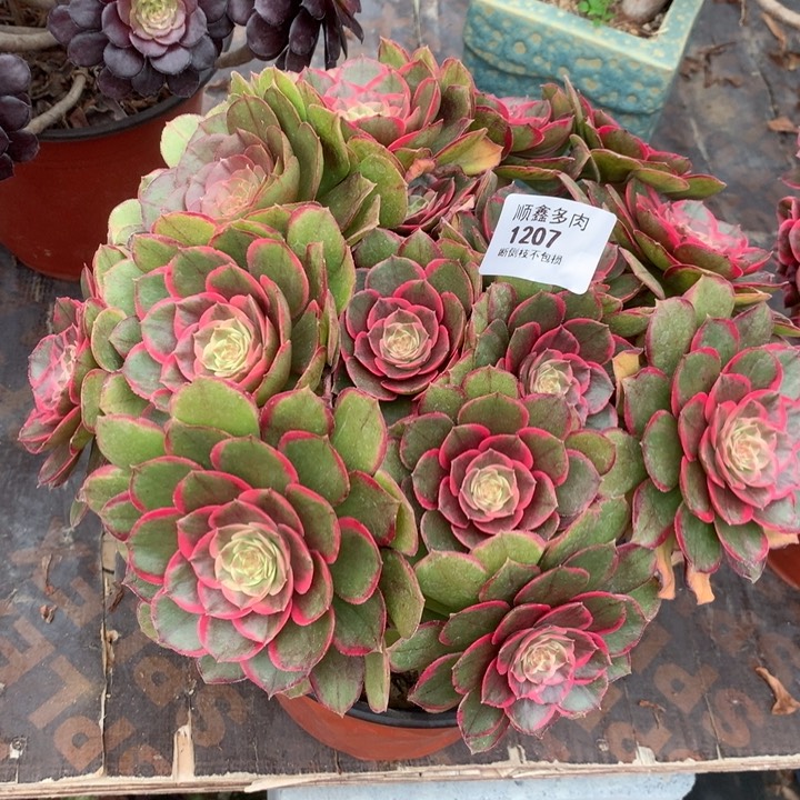 1207粉花妖多肉植物