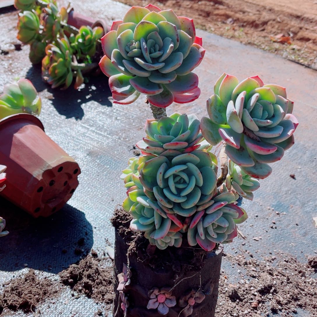 白月光老桩一颗发货