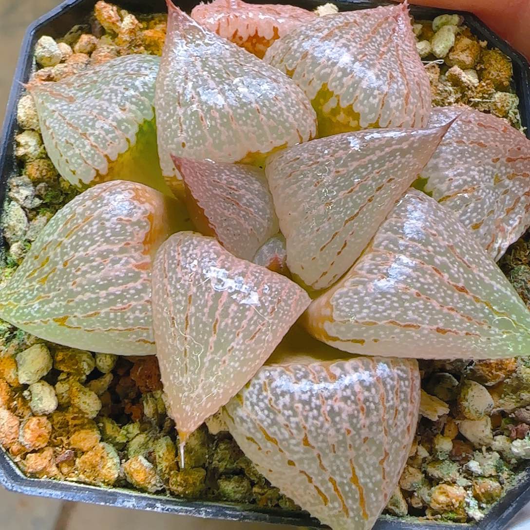 十二，028，仙农出品多肉