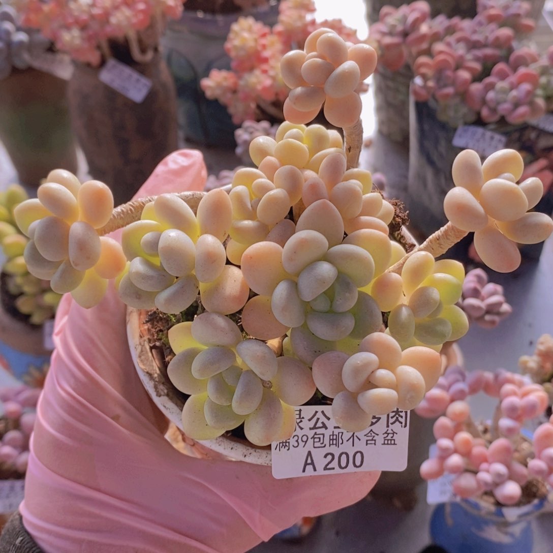 白奶糖老桩11cm200多肉酱