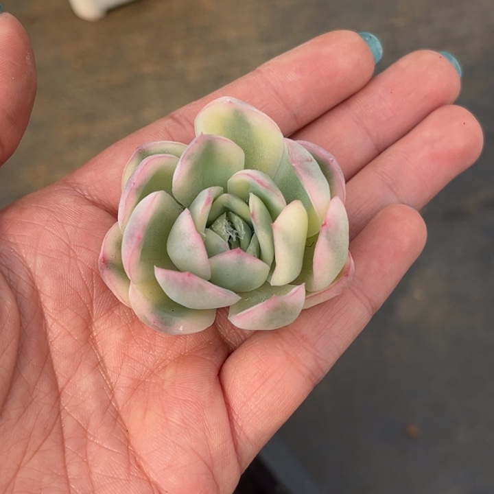 草莓冰锦头盖一颗