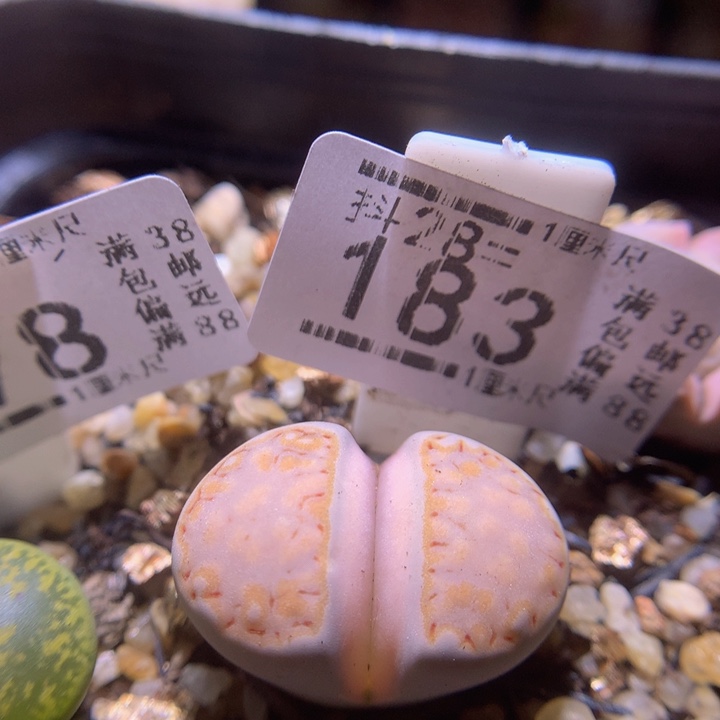 精品生石花28.183