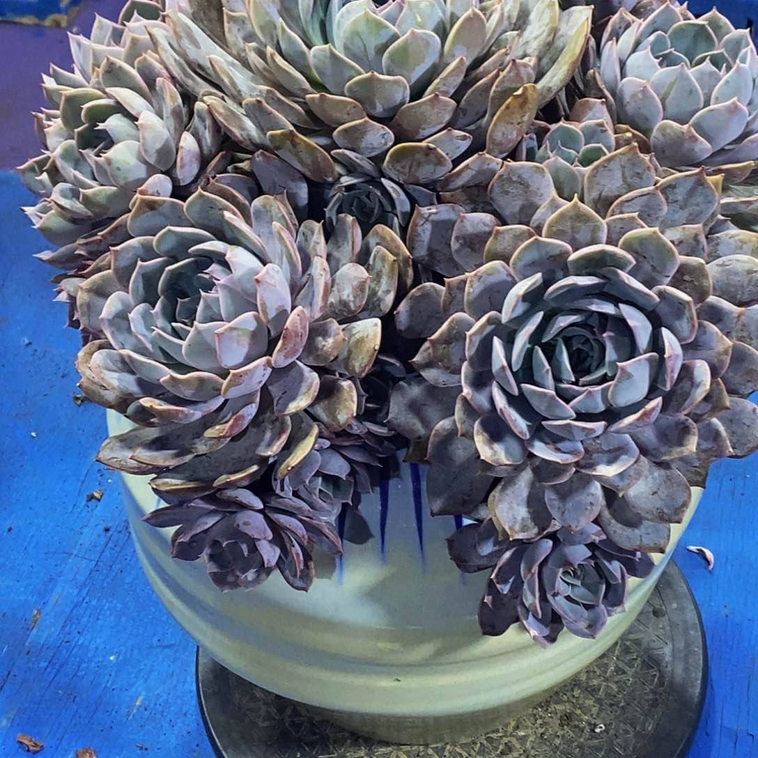 紫悦多肉植物不带盆多肉