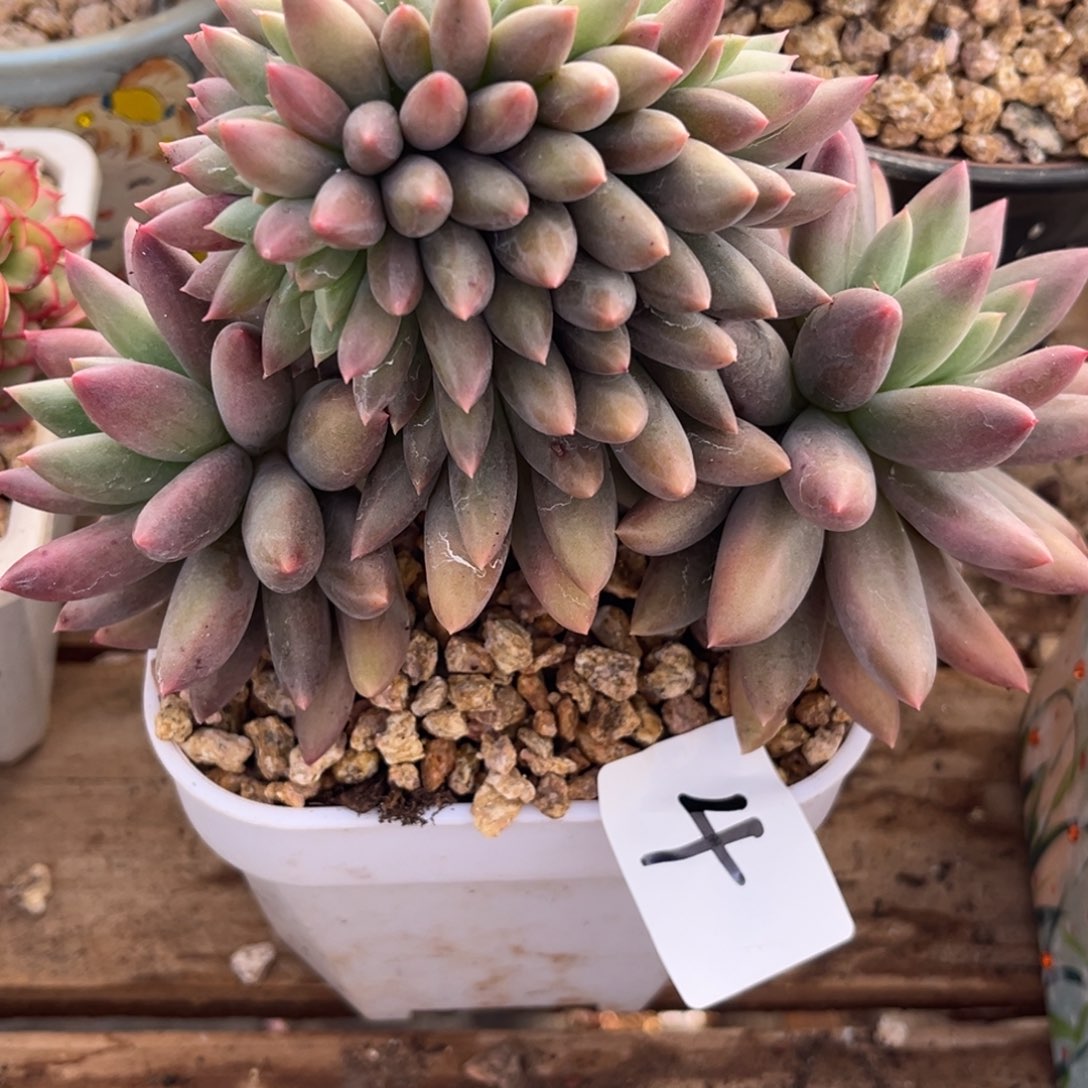 洛***邑12.18-4红蜻蜓驻华1