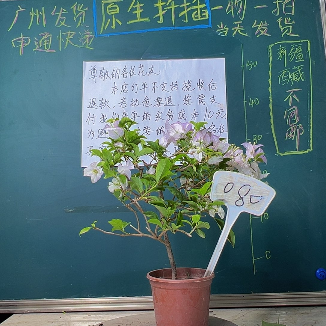 当前无花栽培后可以开花绿叶丽娜080