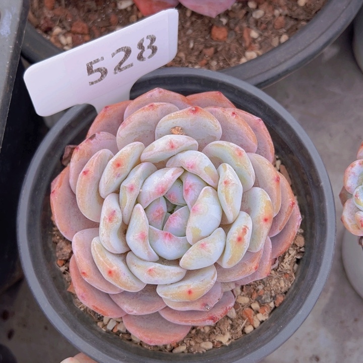 健健康康平平安安