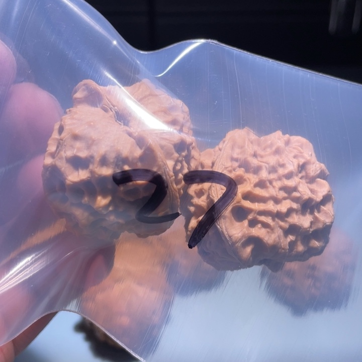 文玩核桃吊坠27呃呃呃