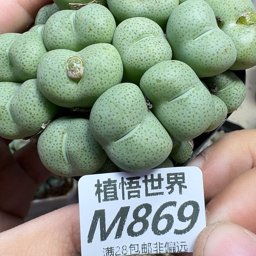 多肉植物的人生ghn