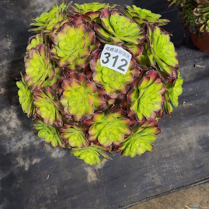 红陶韶华31200000