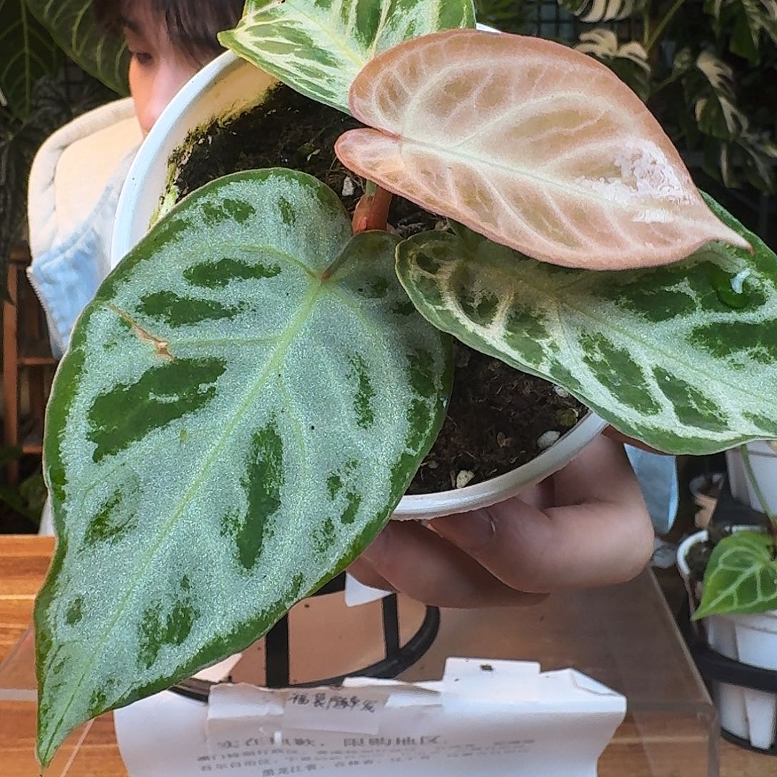 完全开放G118粉色面纱杂白月光