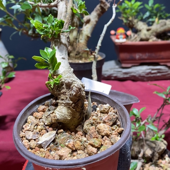 当前无花朵，栽培后可花朵用****6