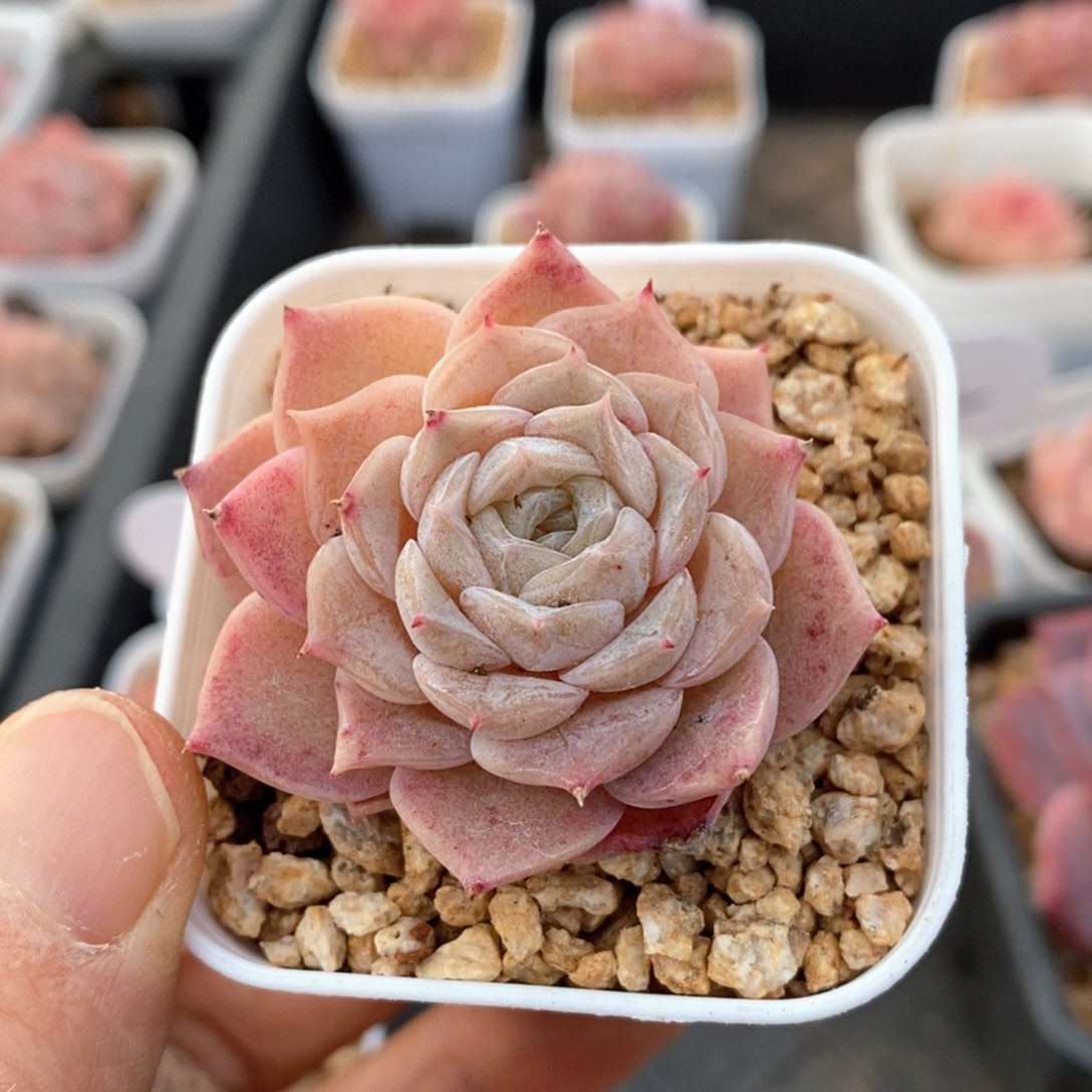 精品多肉一物一拍221