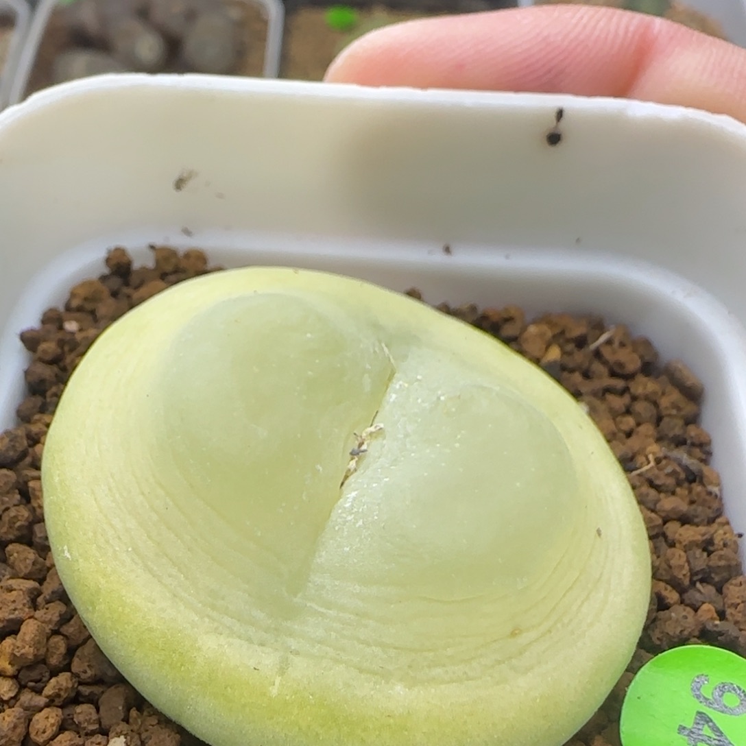 EF534大王拉登4.1+多肉947