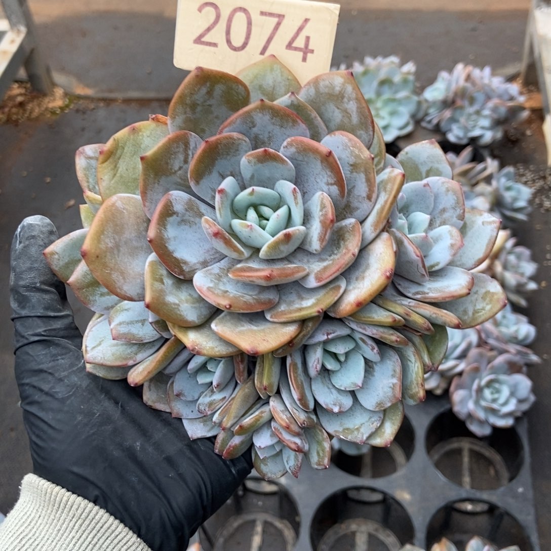 闪***叔六头奶茶。  有暇。  2074号。  