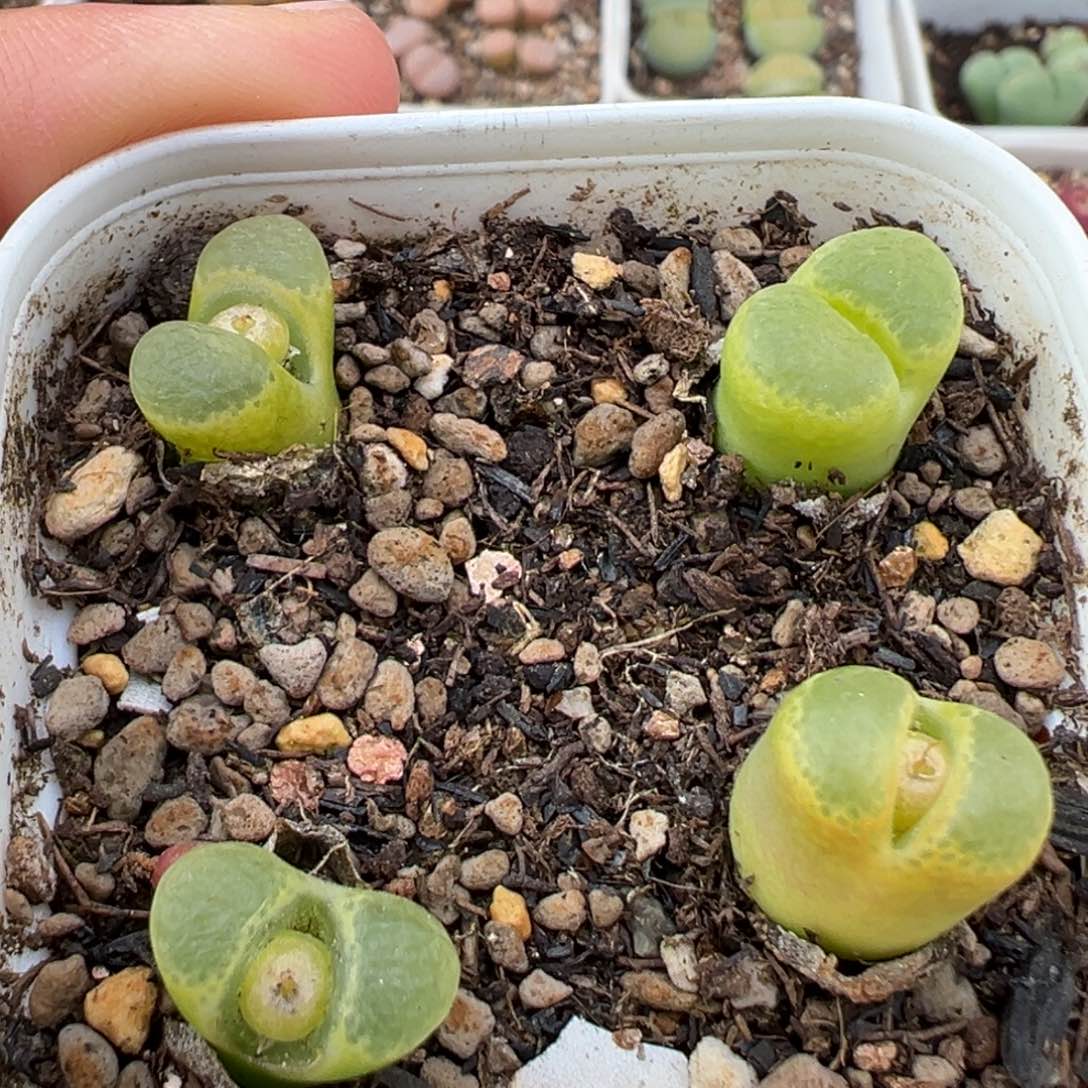 1.23好看的多肉440