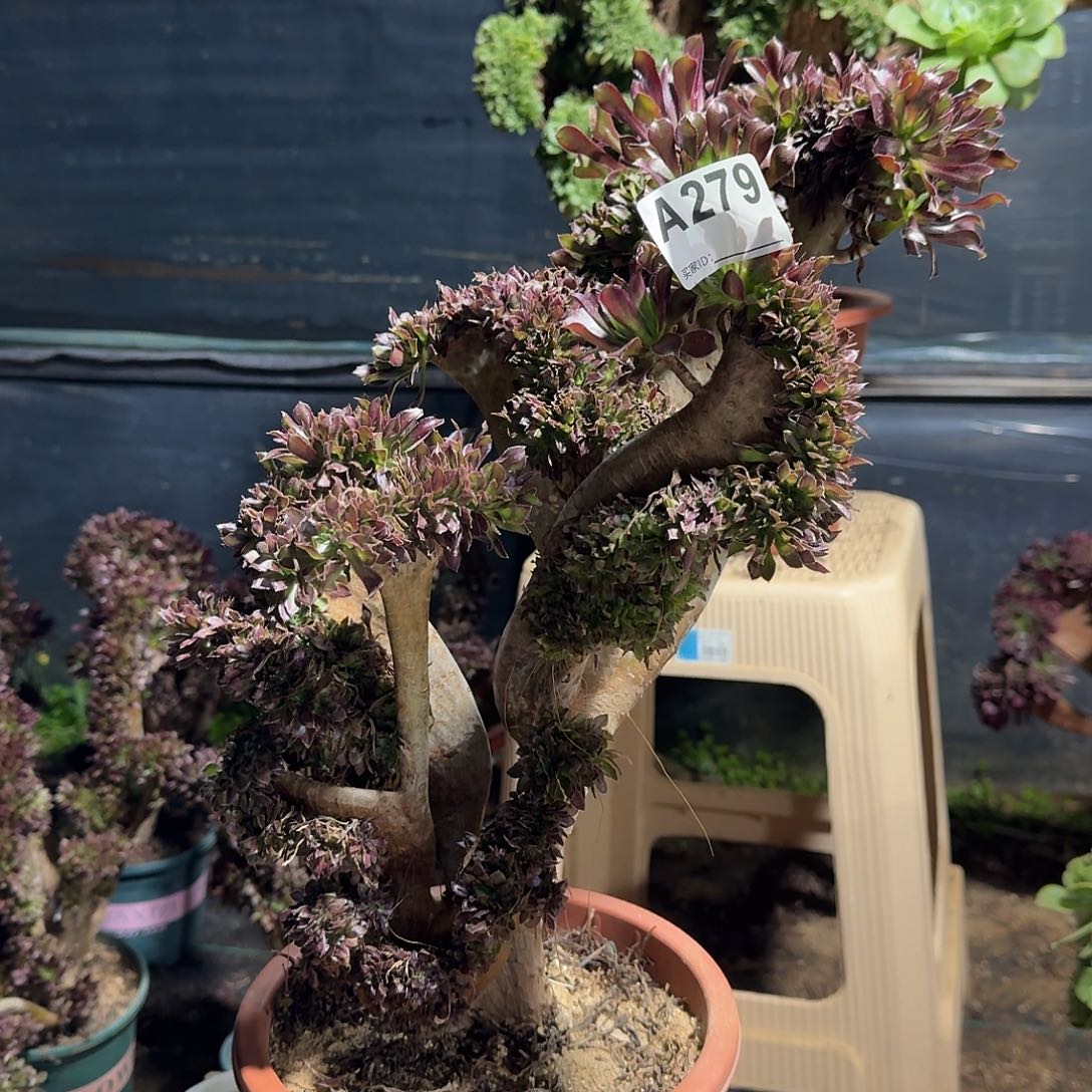 279黑法师一颗呀呀