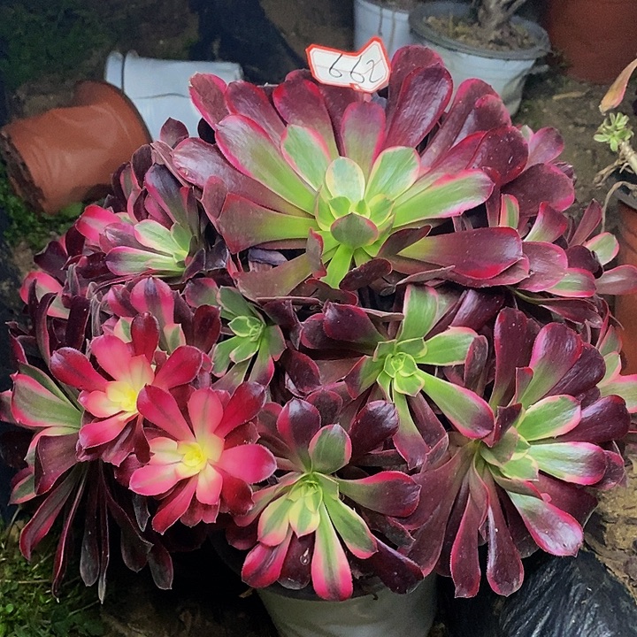 樱桃红老桩捧花662号