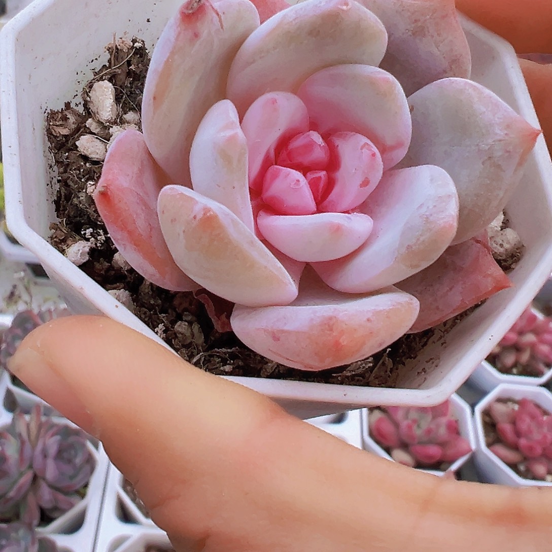 雪天使19包邮多肉植物