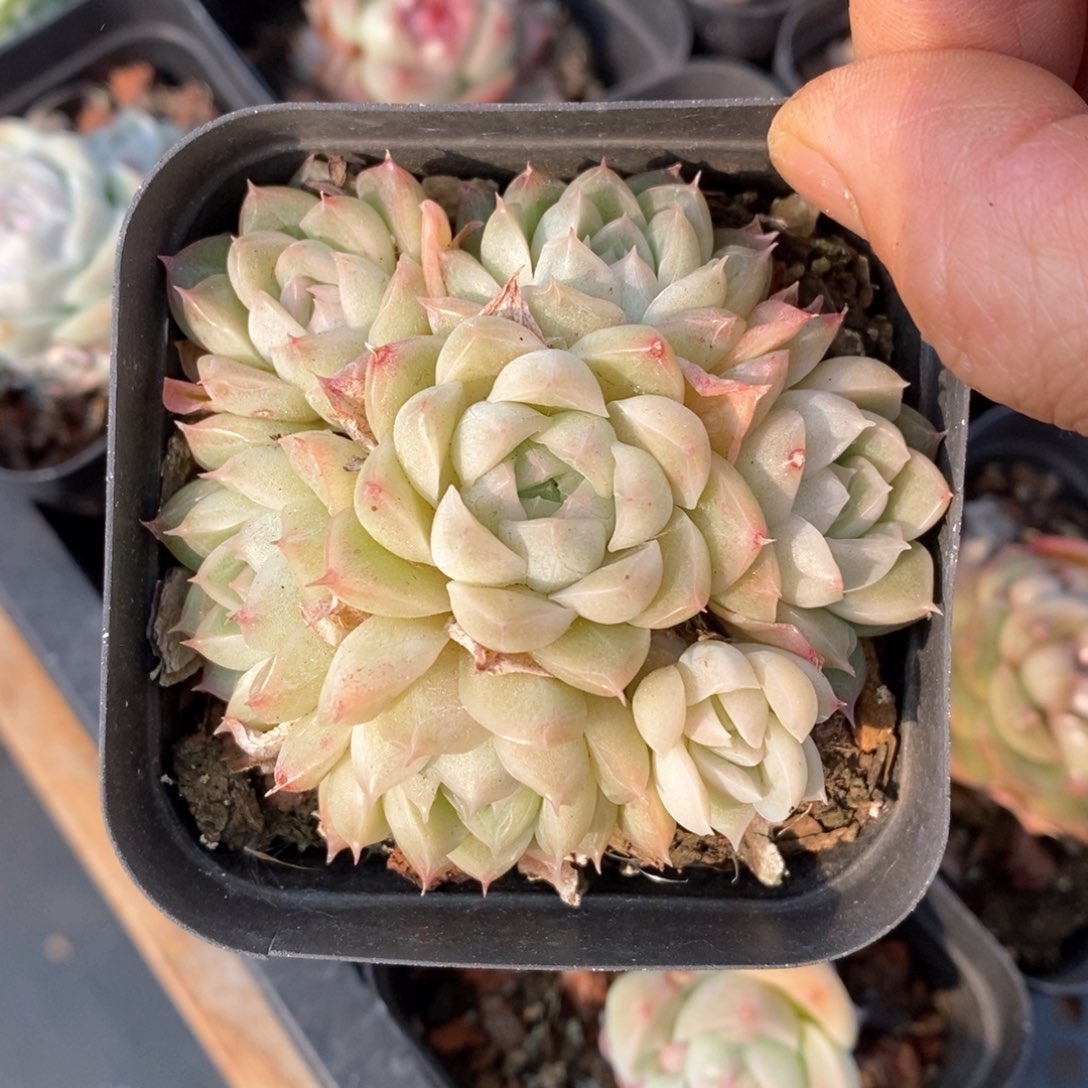 精品多肉一物一拍不包整108