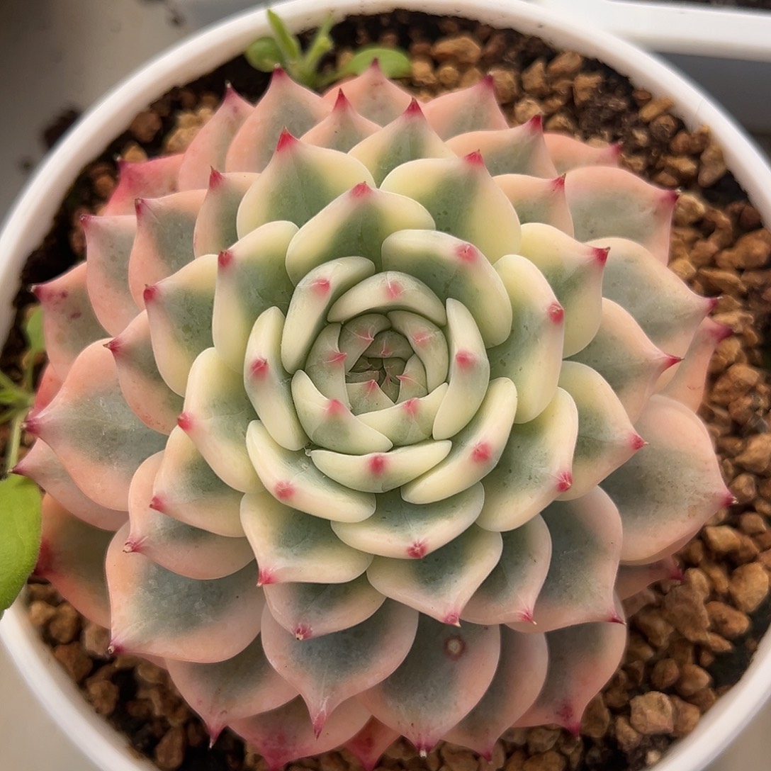 吉娃娃锦多肉植物