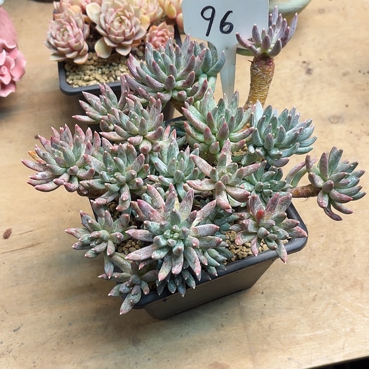 多肉植物，炫彩星96号