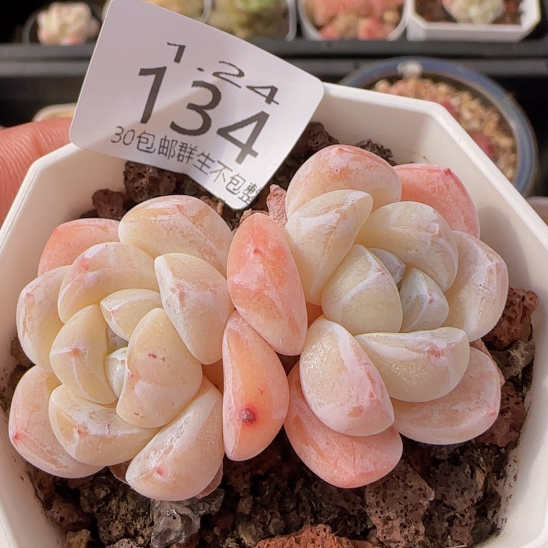 白体糖心冰玉一颗脱土