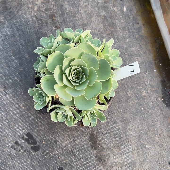 山地玫瑰一物一拍，脱土发，171号，不包断侧芽