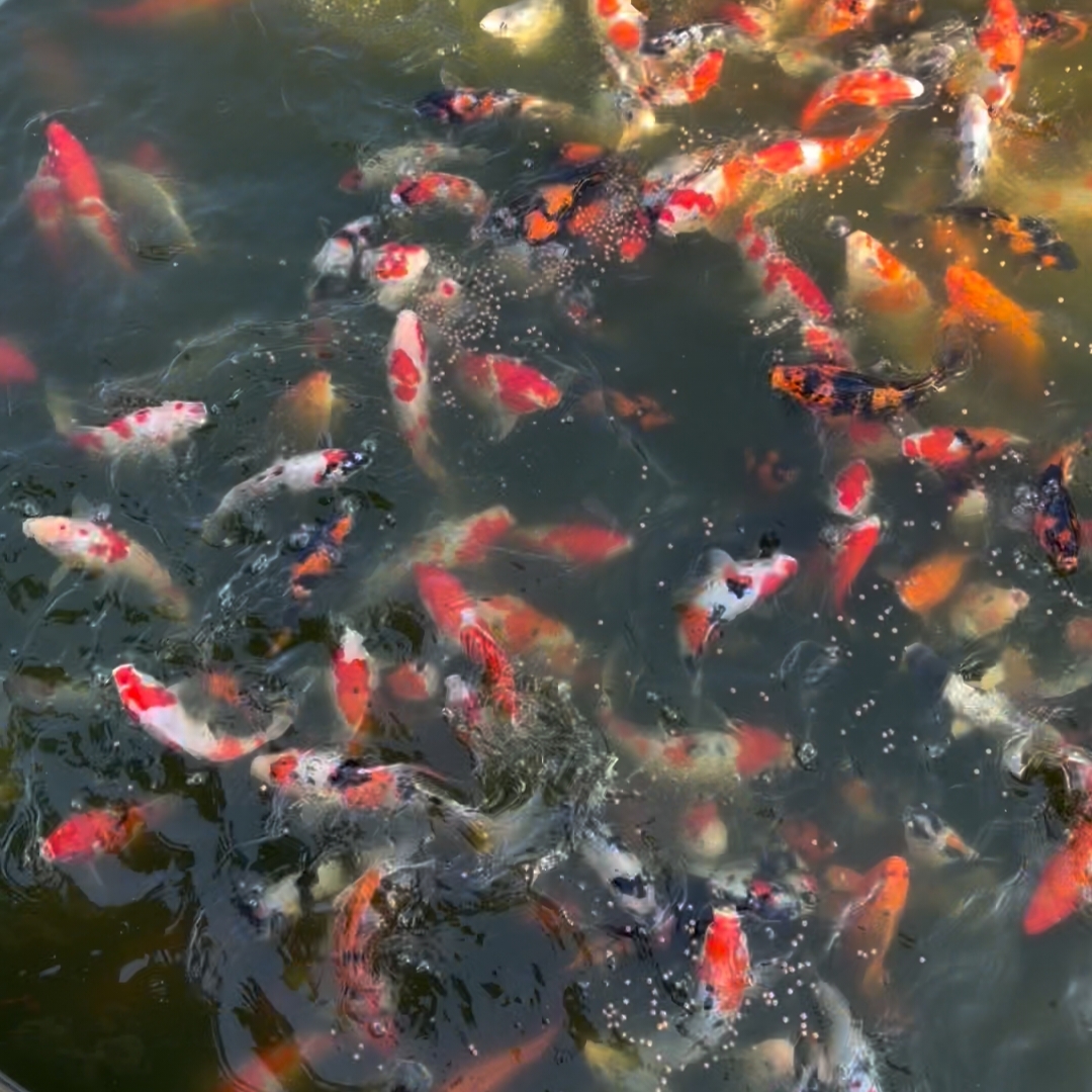 锦鲤观赏鱼红白三色大正孔雀秋翠龙系辉龙昭和绯写冷水鱼好养耐活