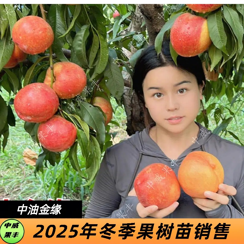 中油金缘7月下旬成熟  果型圆  果顶平  风味浓甜  货架期长