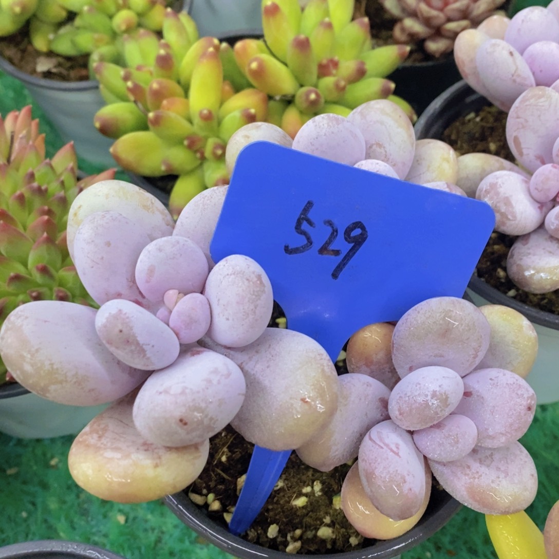 开心多肉，首播2场，一单包邮