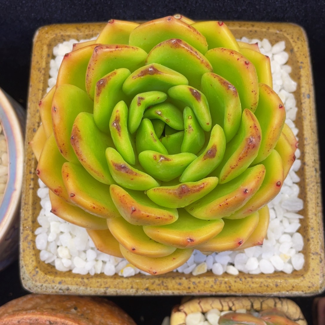 多肉植物盆栽多肉植物