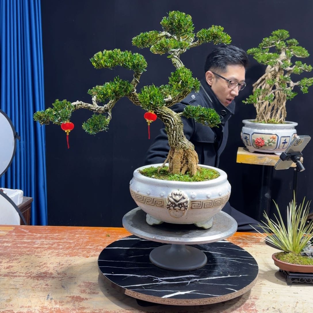 黄杨室内室外盆景艺术