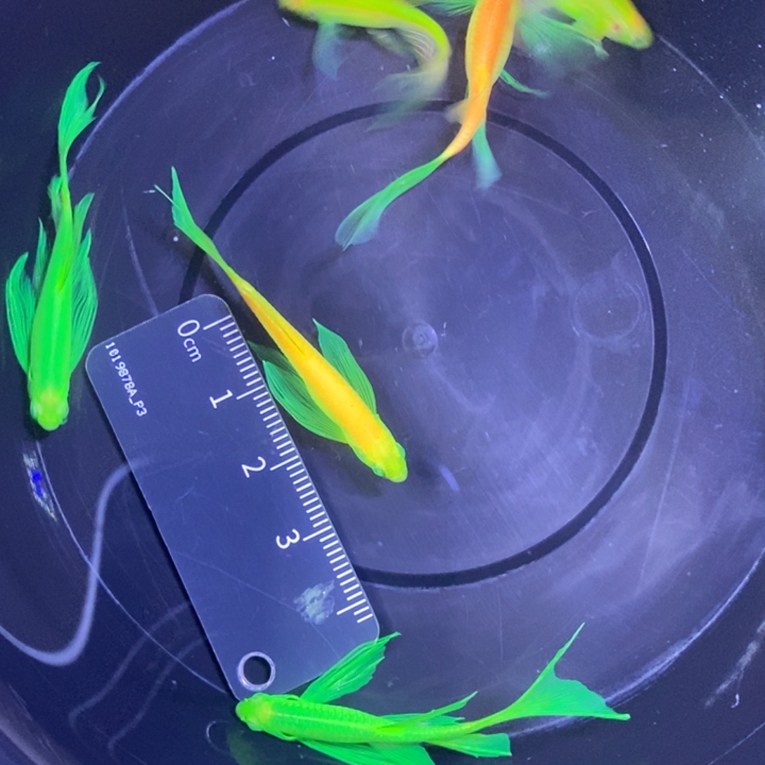 斑马鱼蝶翼斑马3.5-4厘米6条