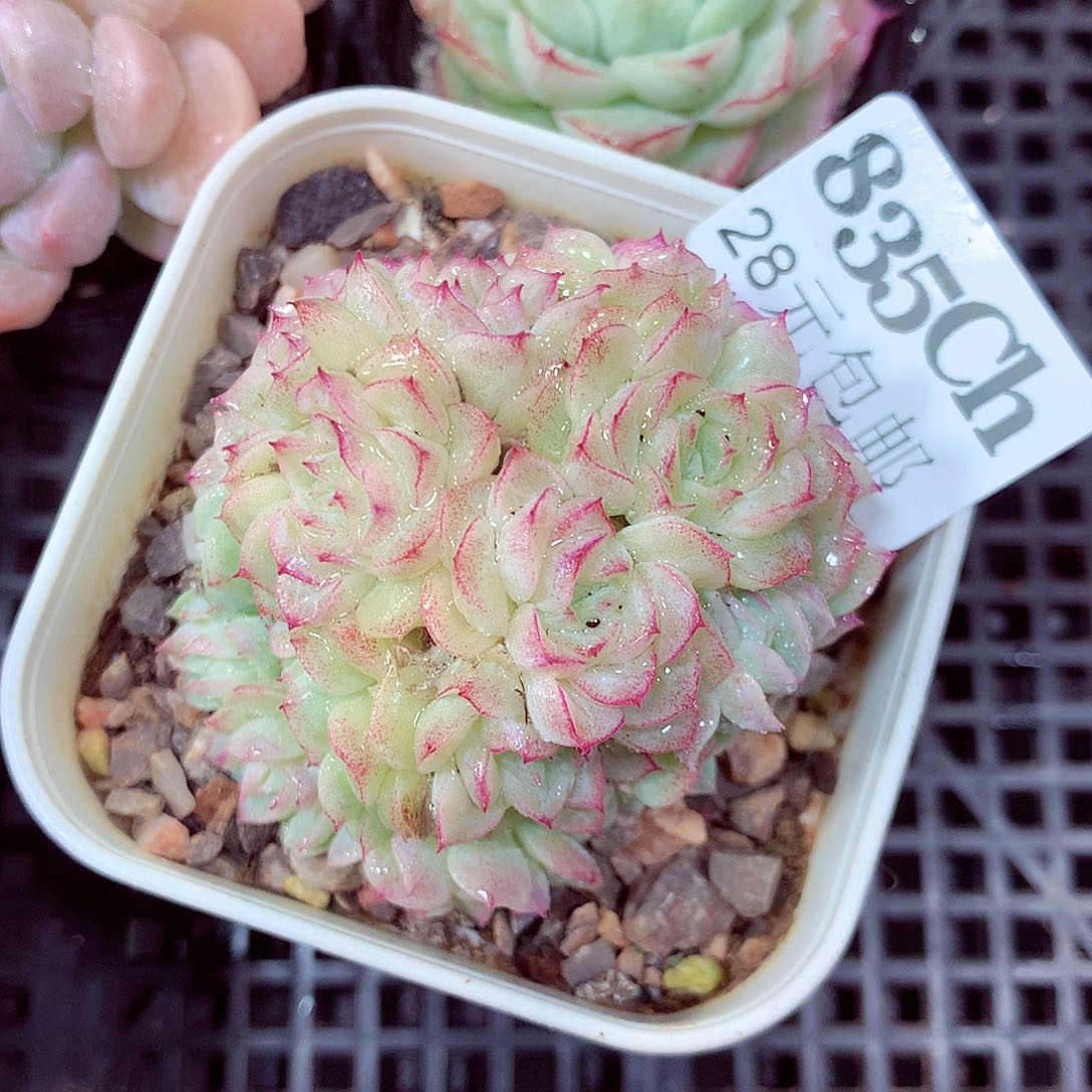 5厘米盆精控多肉835